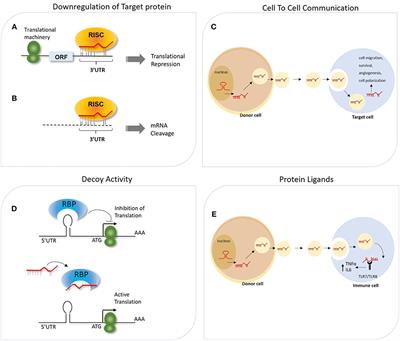 MicroRNAs as Molecular Switches in Macrophage Activation